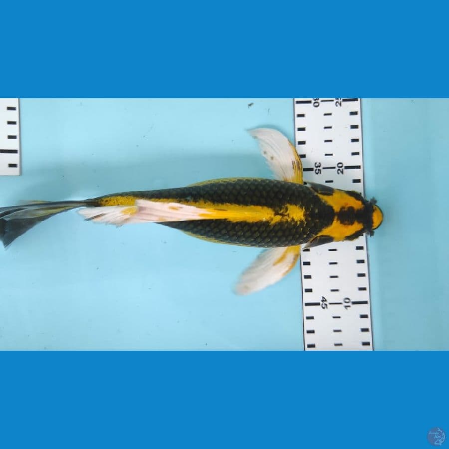 kin kabuto sleyer 26cm