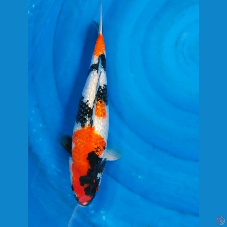showa 39cm