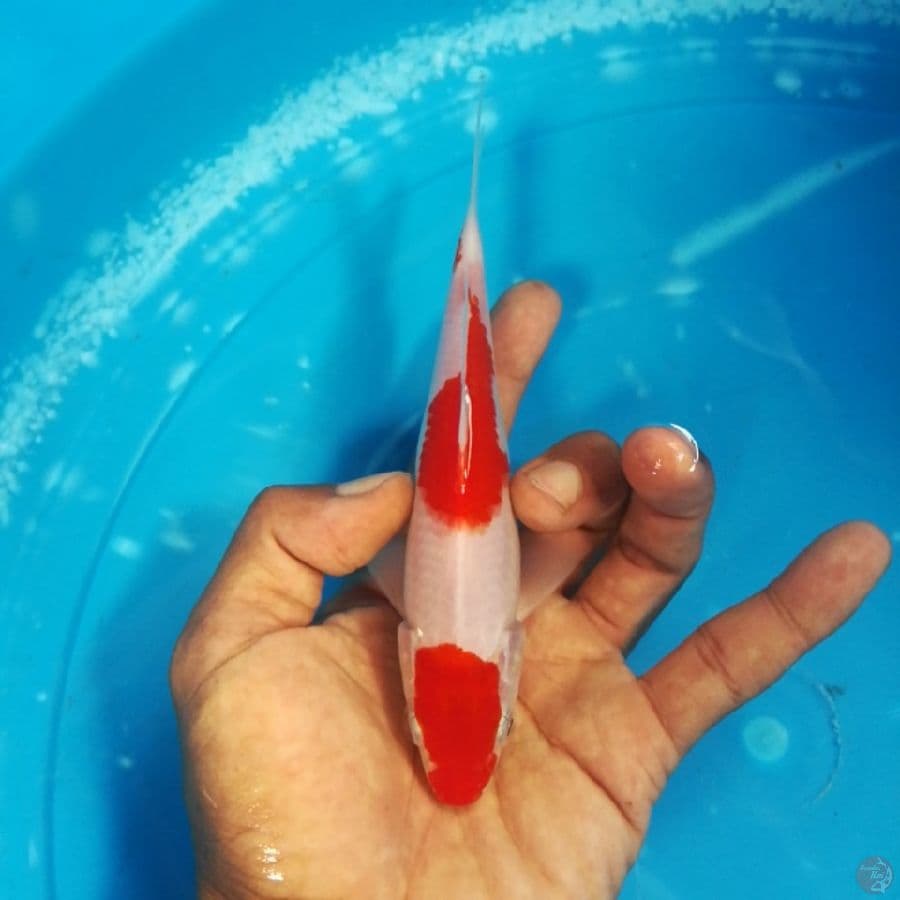 kohaku