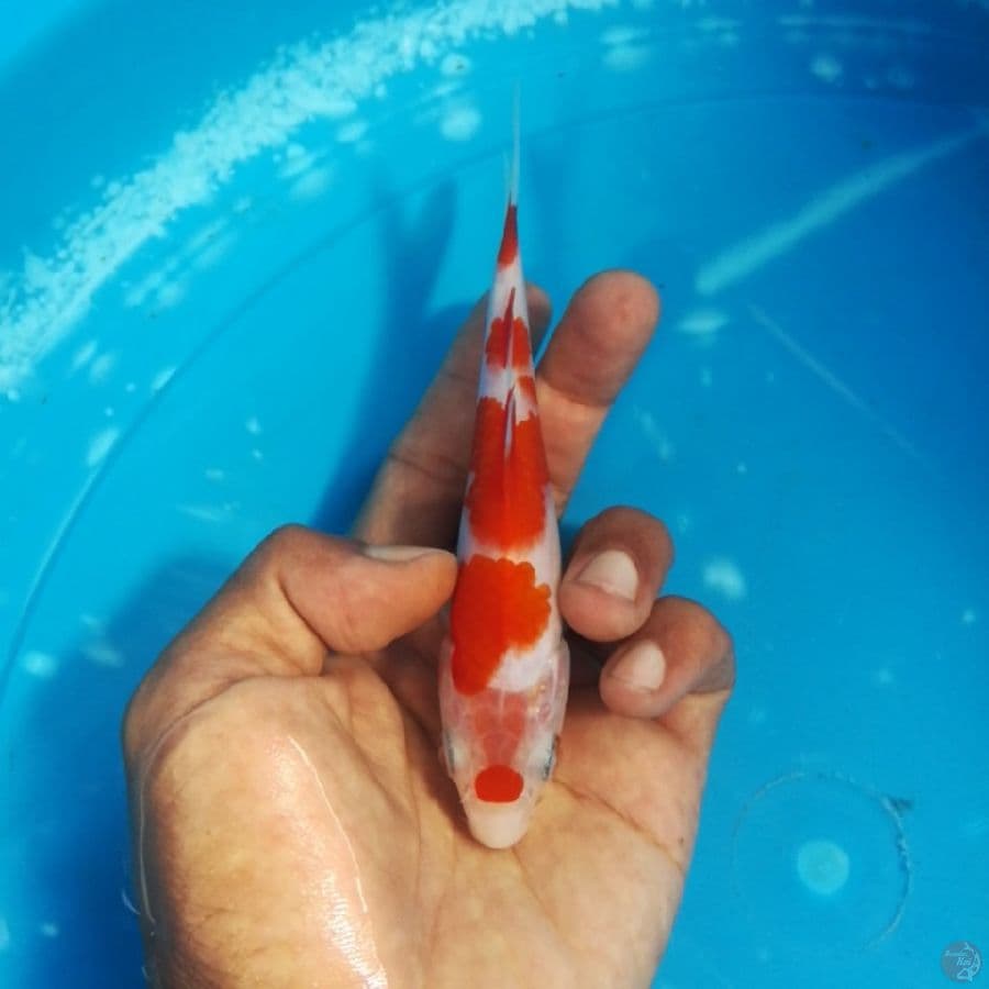 maroten kohaku