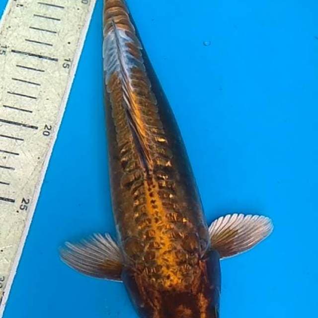 kiko 31 cm