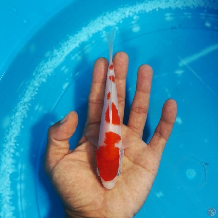 kohaku