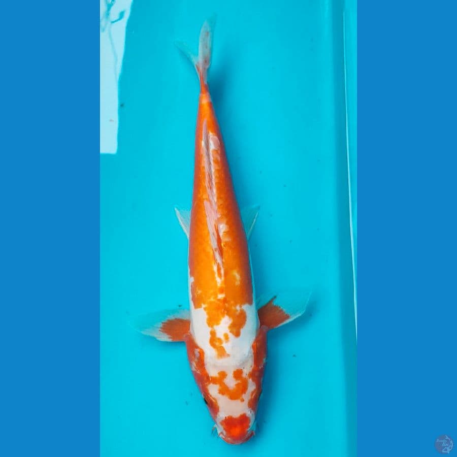 kikushui 35cm male