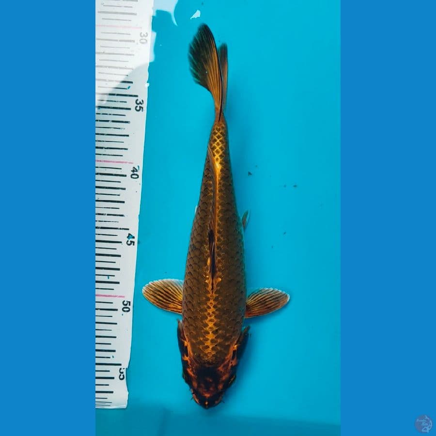 kaputo size 25cm