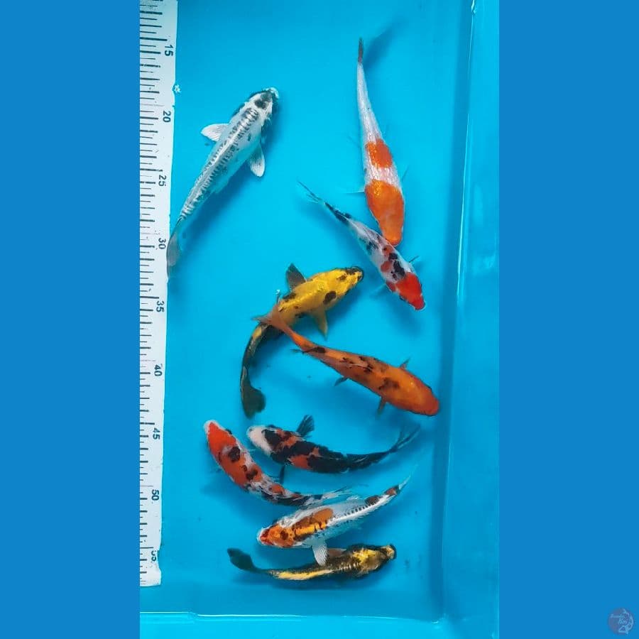 size 14cm 2ekor dan 7ekor 17cm