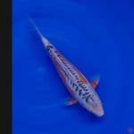 Koi Import Jepang Shusui (Sertifikat Yamaju) 30cm Show Quality 