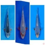 Koi Import Jepang Asagi (Sertifikat Tanaka) Paket 3 Ekor 16-22cm