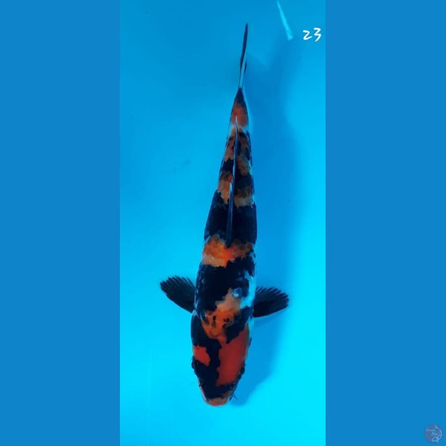 Showa 23cm