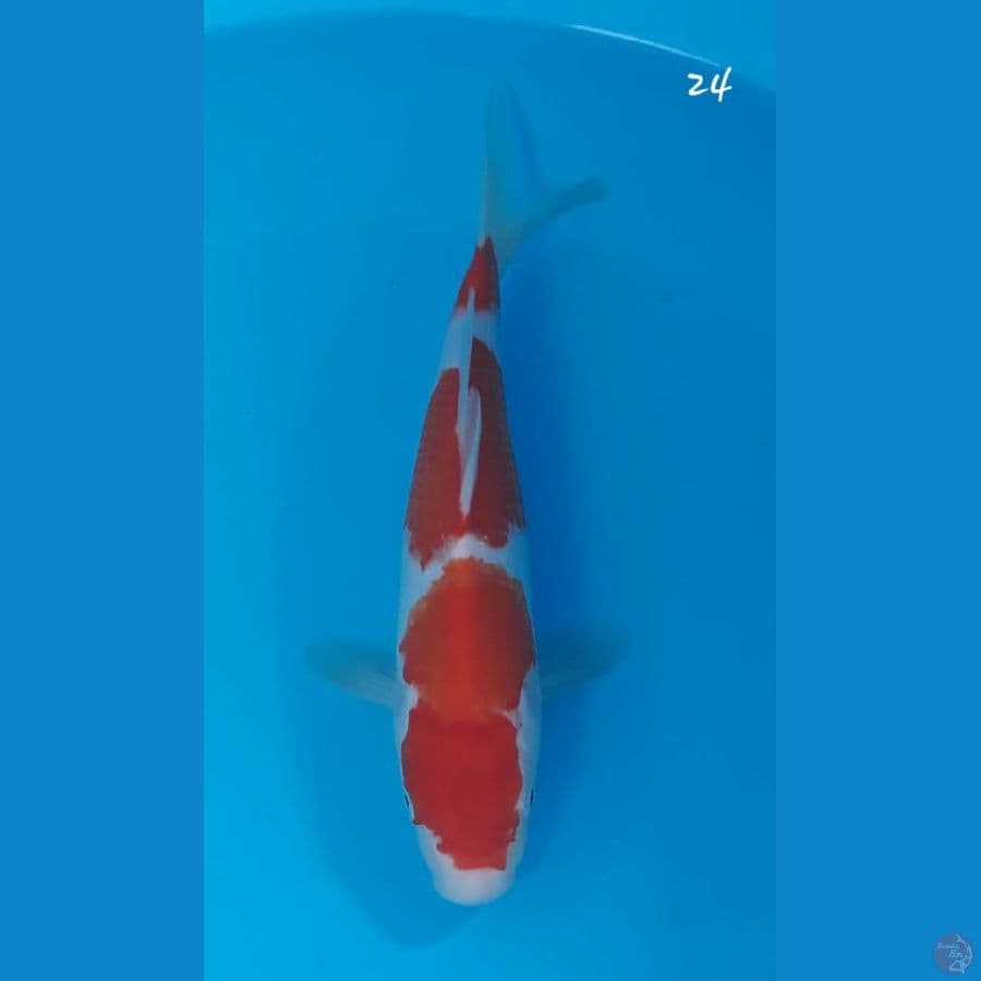 Kohaku 24cm