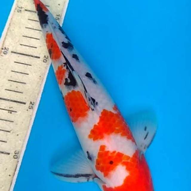 Sanke 30 cm