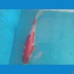 kohaku doitsu 29 cm