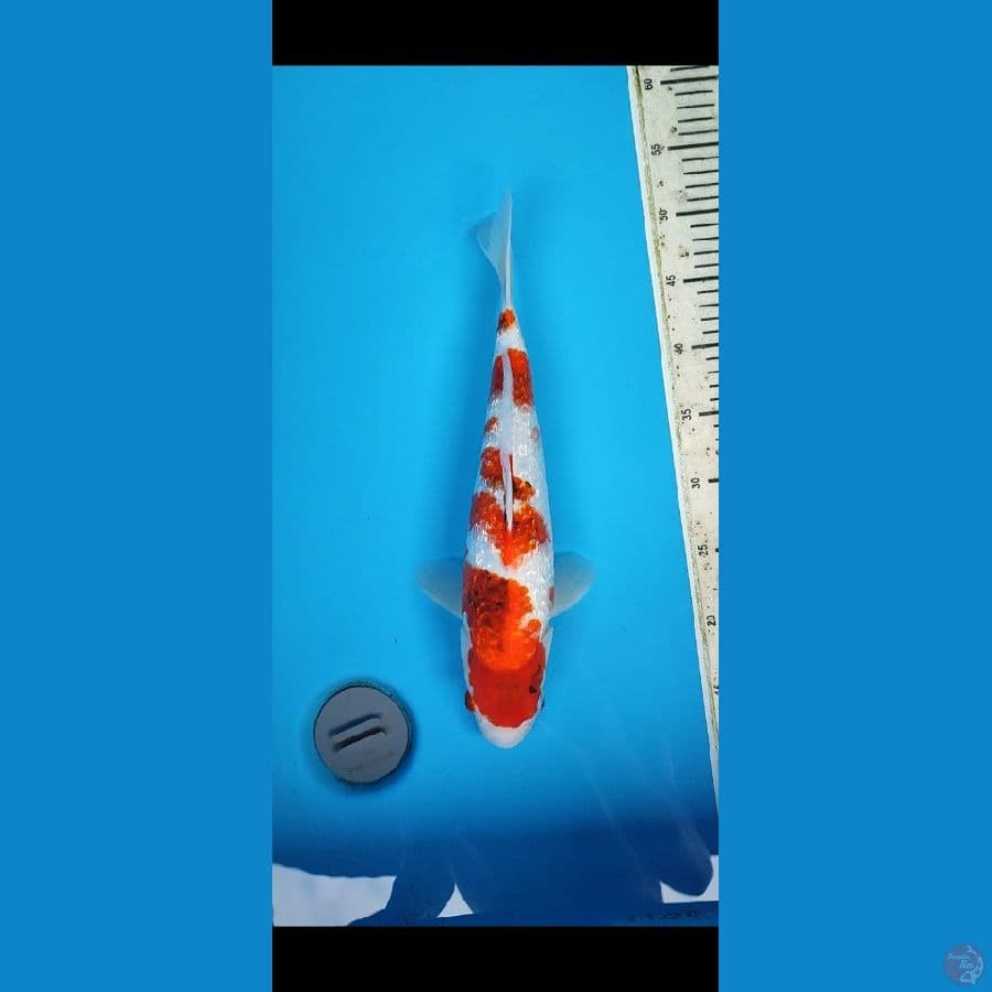 KOROMO SHOWA GINDRIN 38 CM ORIGINAL
