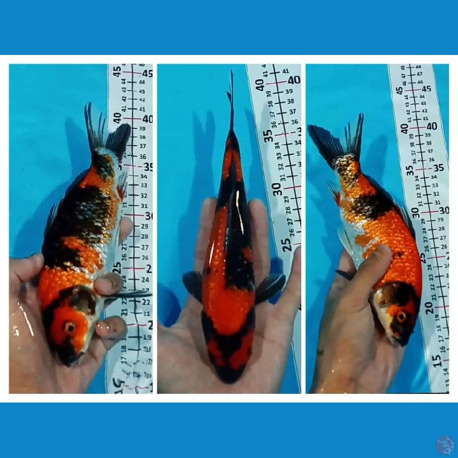HiShowa Ginrin 22CM
