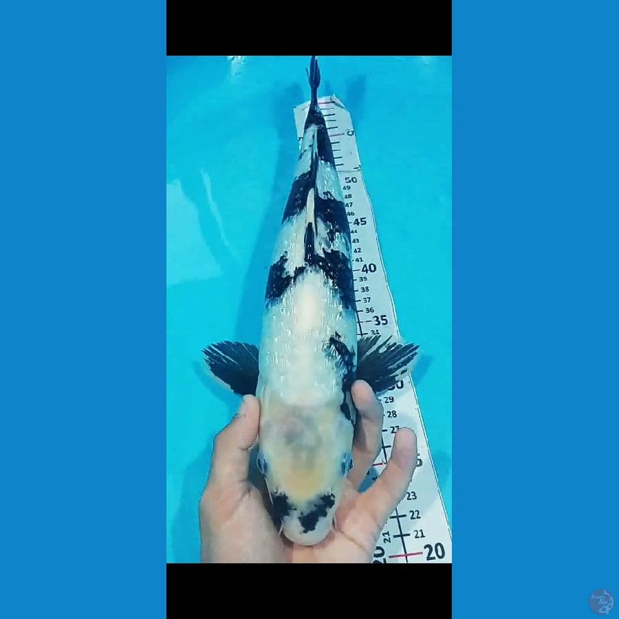 Sq shiro 44CM JANTAN