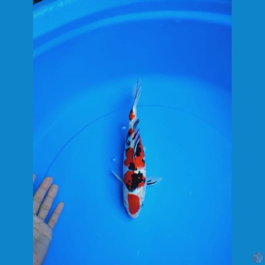 MKC KOI GRUB
