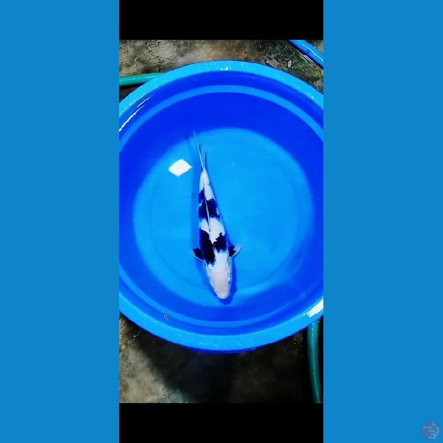 Shiro 30cm JANTAN