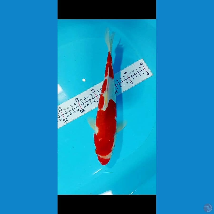 Kohaku Super Strong 30up jantan