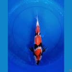 Showa 42cm 