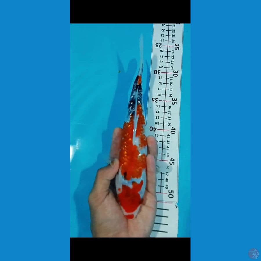 Showa Ginrin 25CM