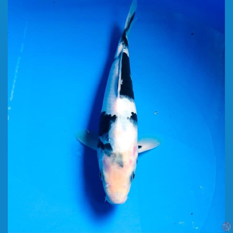 shiro male 24cm