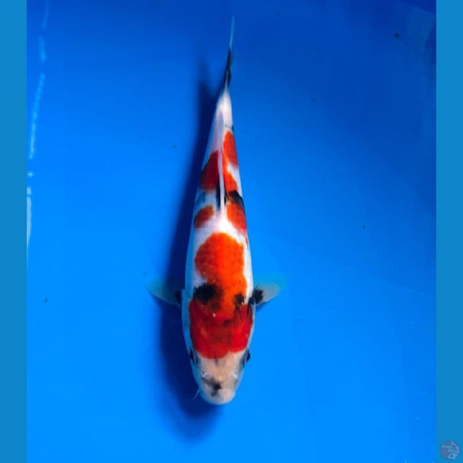 showa male 20cm