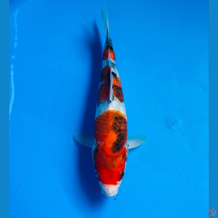 showa male 22cm