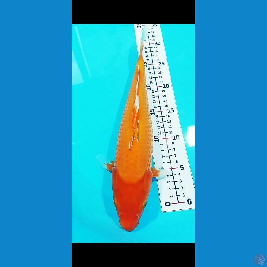 RED KARASI 32CM