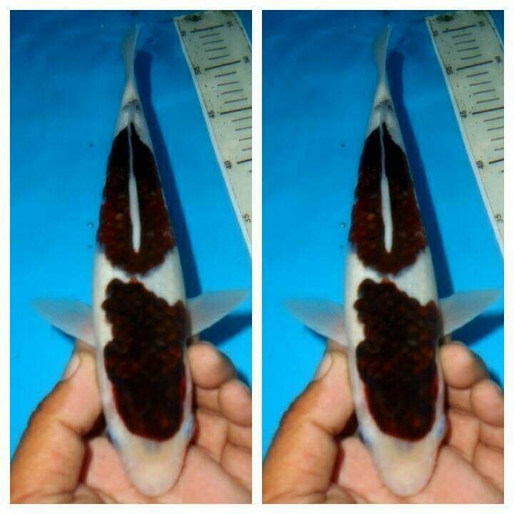 Budho goromo male