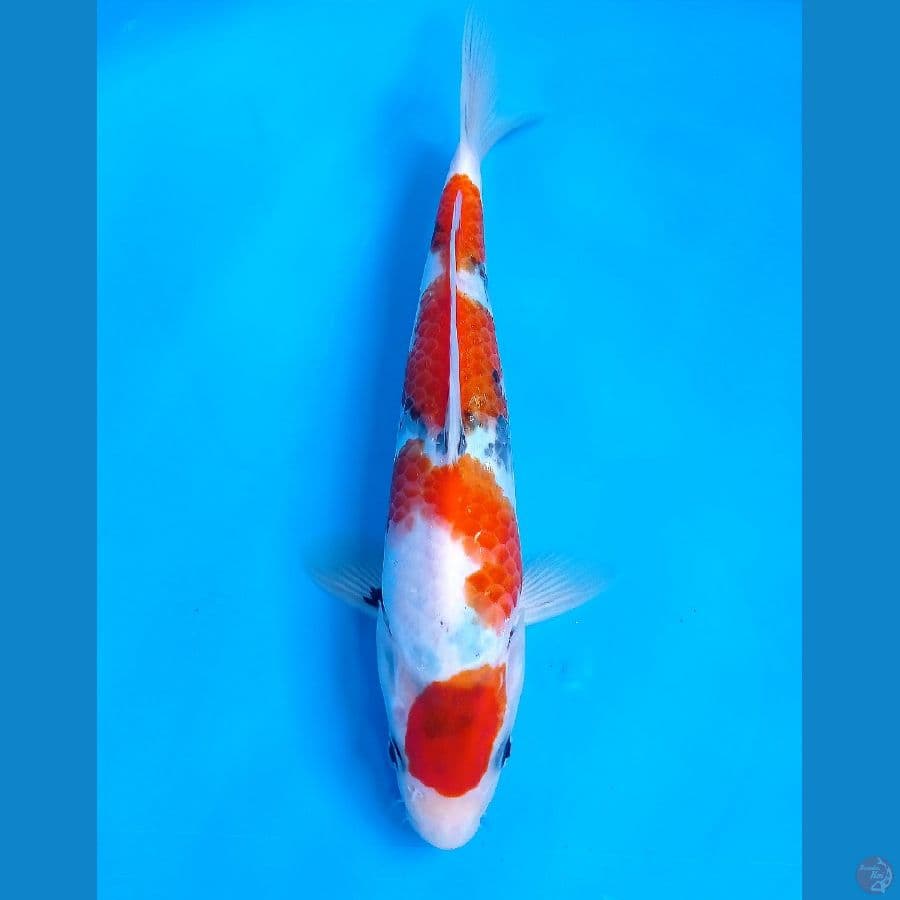 showa 24cm