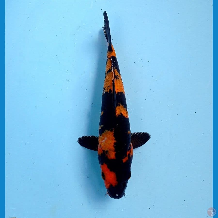 utsuri 23 cm