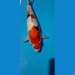 super bulky showa 28cm female