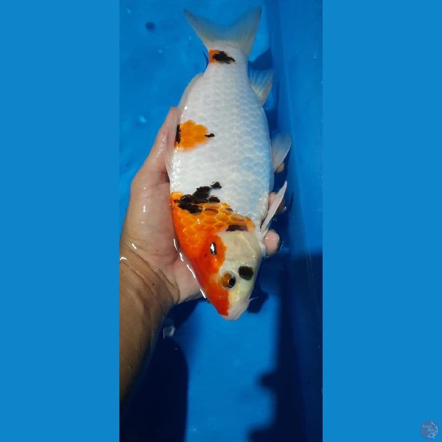 super bulky showa 28cm female