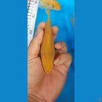 corn karasi 10ekor 13-20cm 