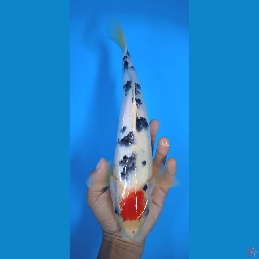 tancho sanke : 32 cm jantan 