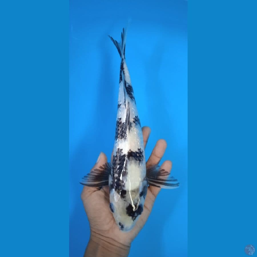 shiro gindrin : 32 cm