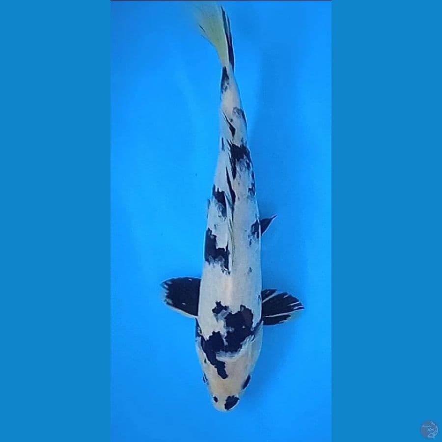 shiro : 35 cm jantan 