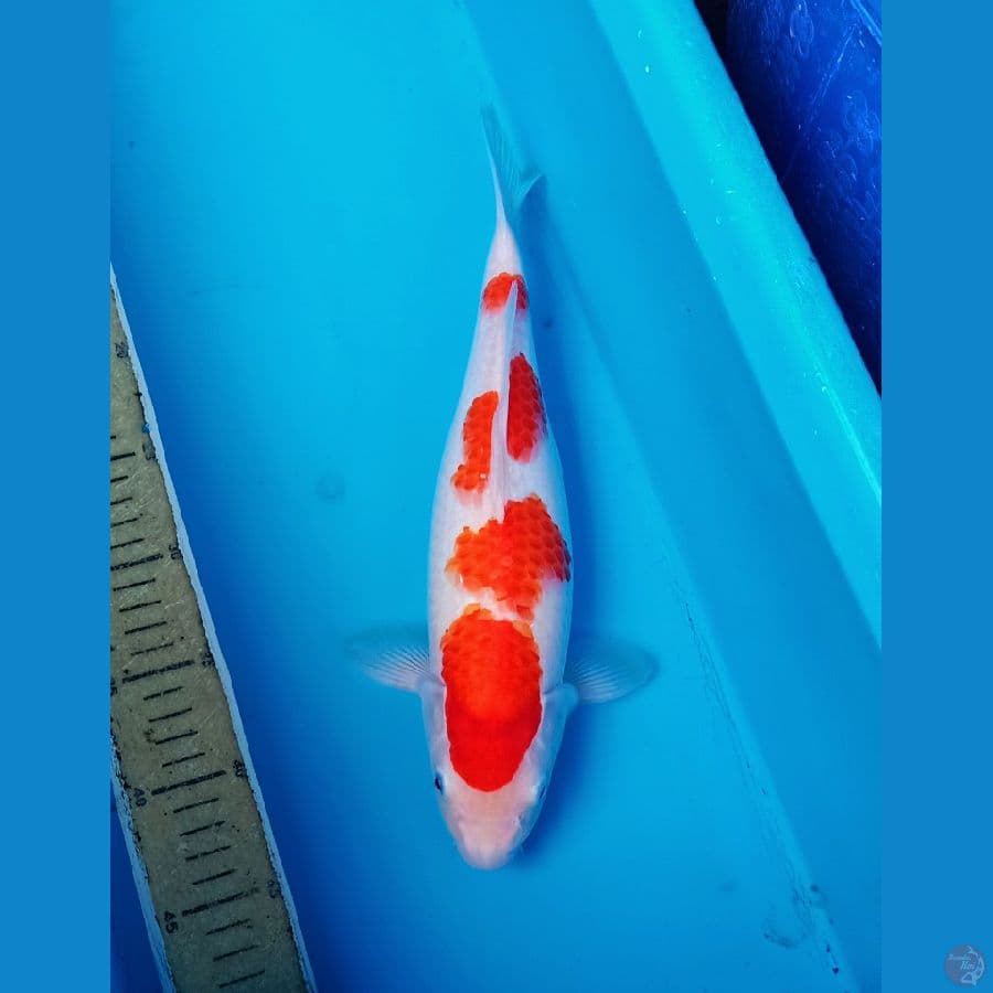 Original kohaku yondan 35an cm
