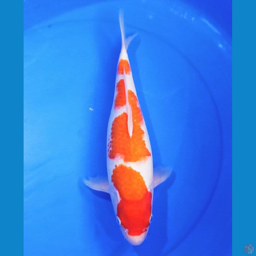 Sandan kohaku orie 35bu