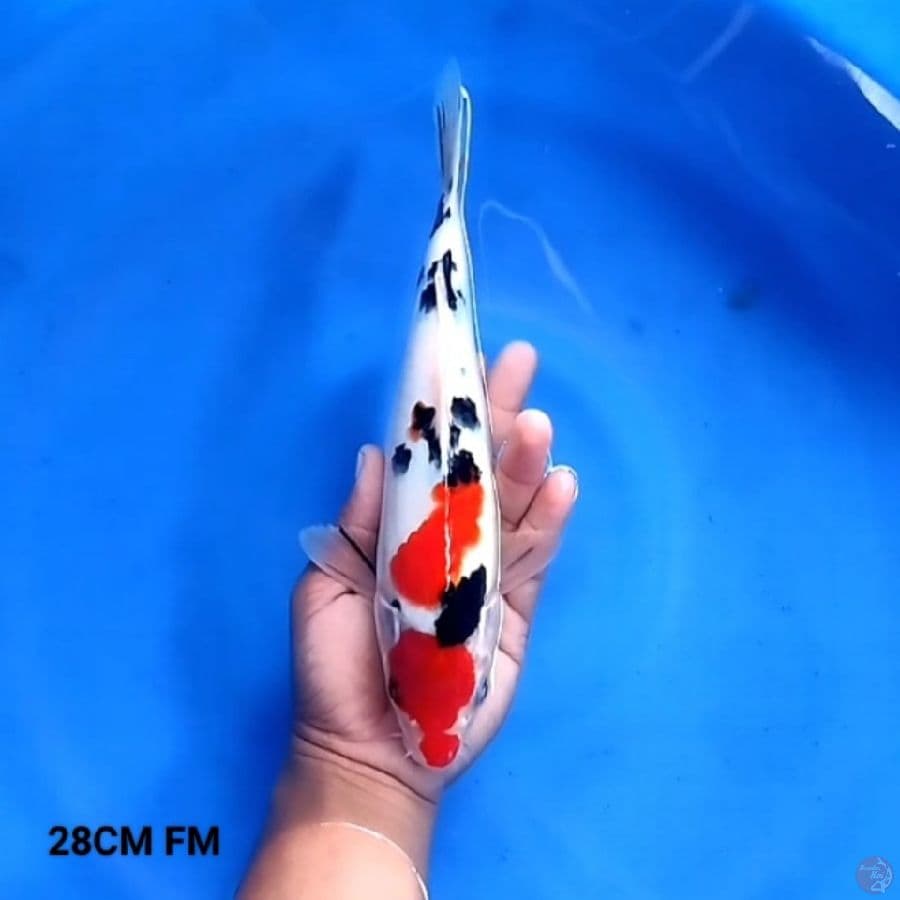 Sanke 28CM FM