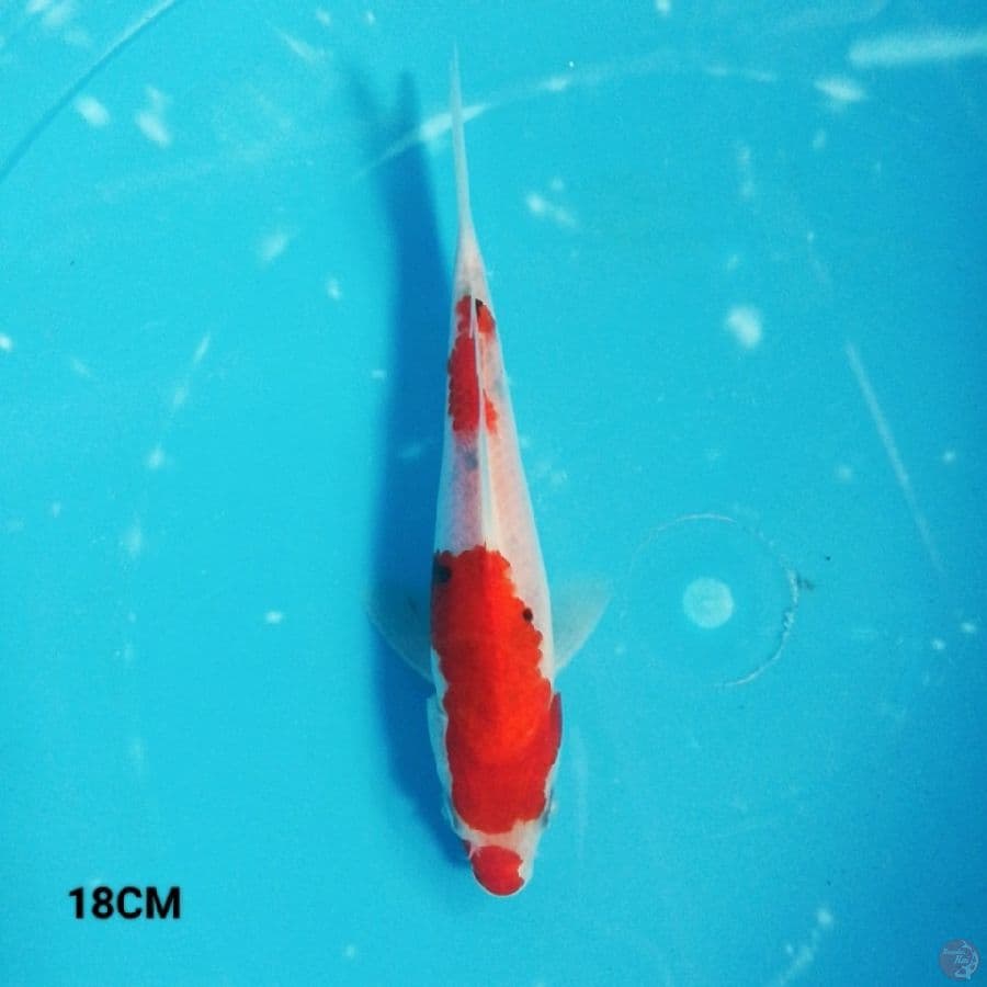 MN 1 - Sanke 18CM