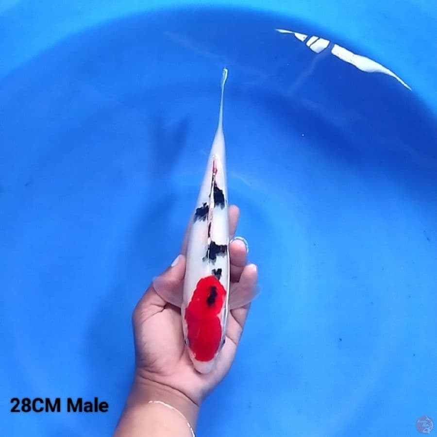 Sanke 28CM Male