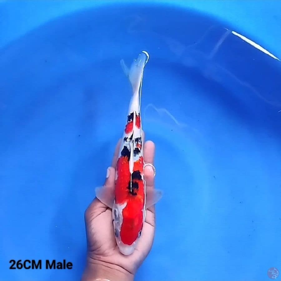 Sanke 26CM Male