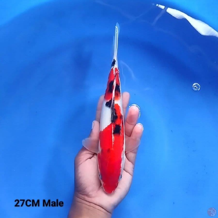 Sanke 27Cm.Male