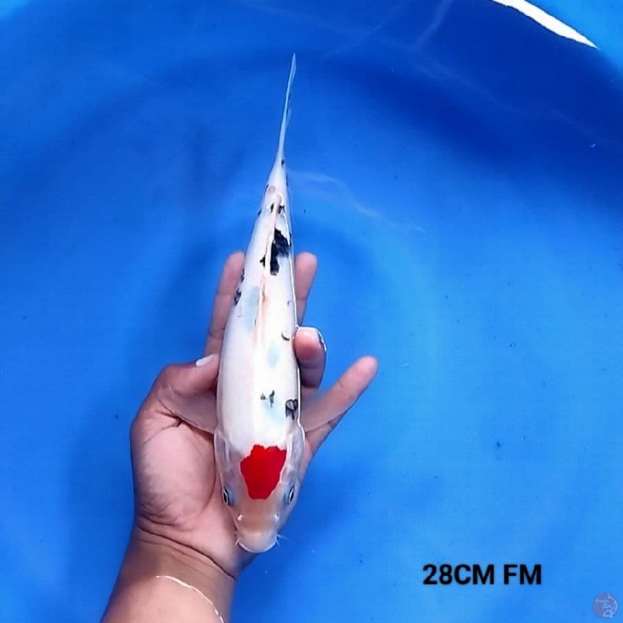 Tancho Sanke 28CM FM