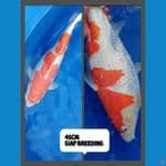 kohaku 46cm