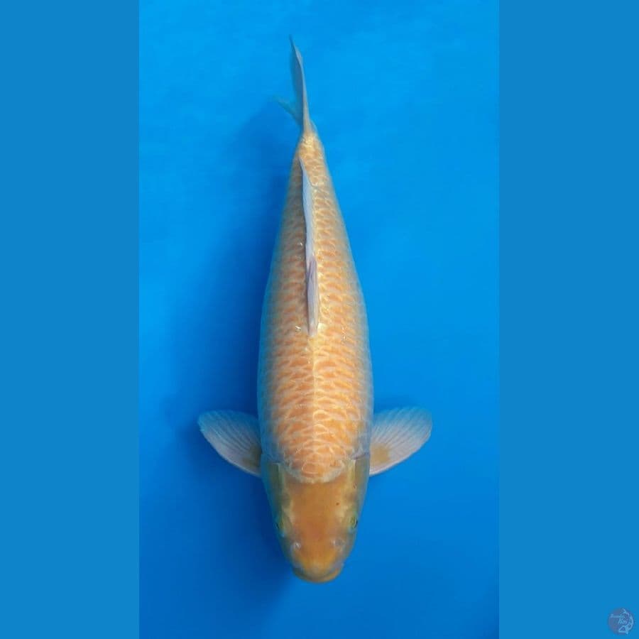 Karasi 61cm SQ