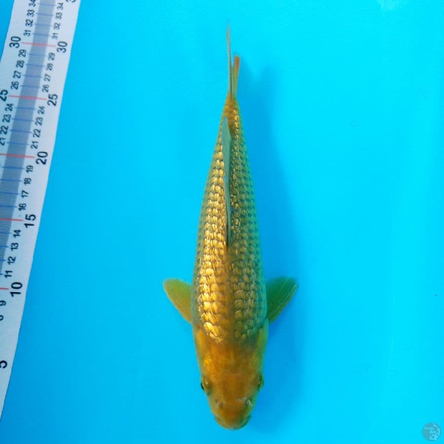 MIDORIGOI //27 CM 