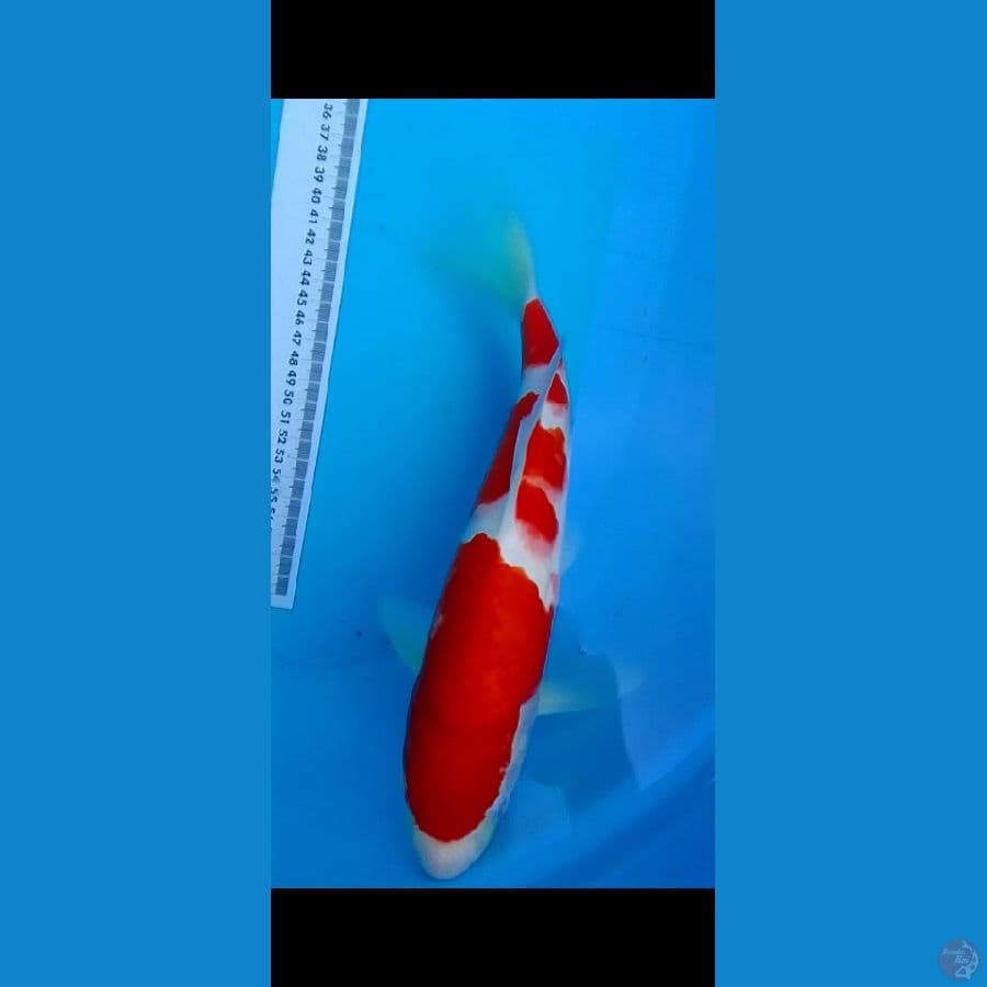 kohaku 30 cm