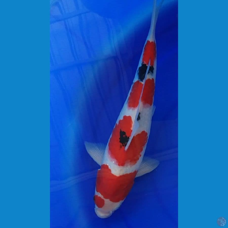 Sanke Male merah strong 33cm