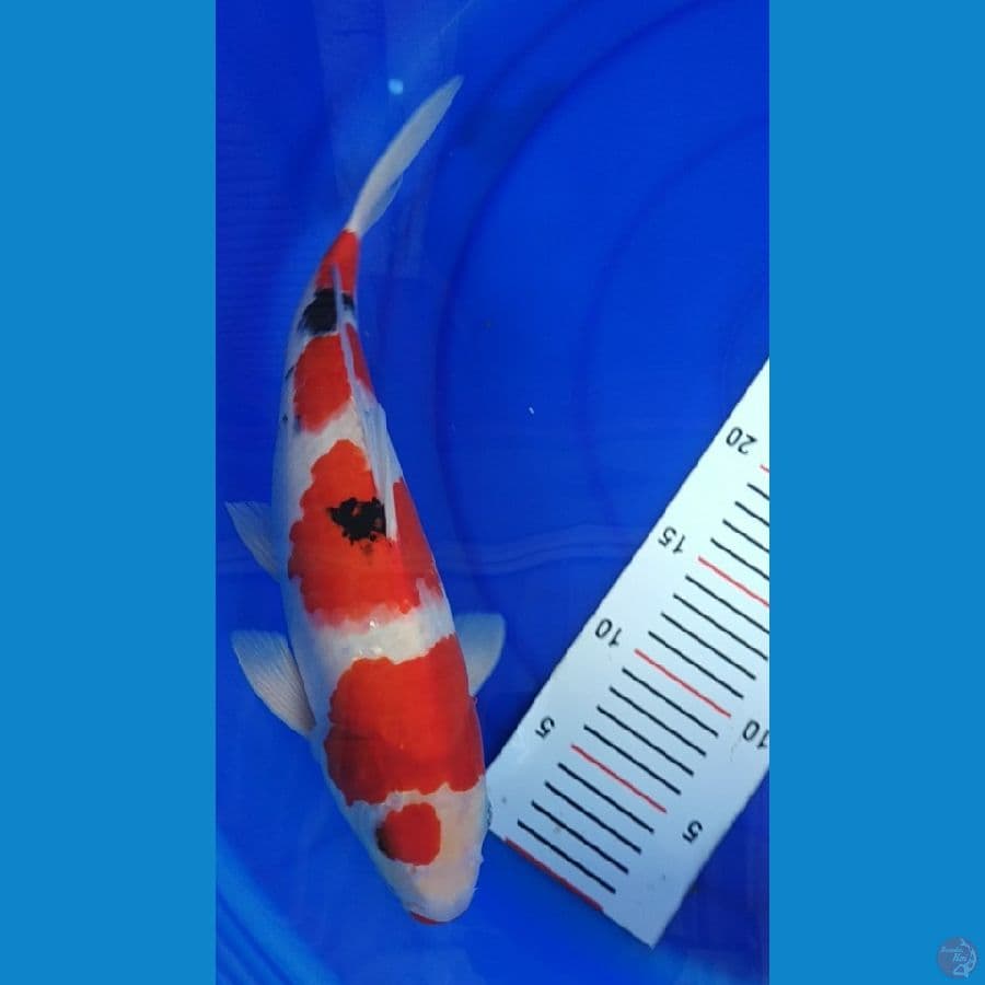 Sanke Male merah strong 33cm
